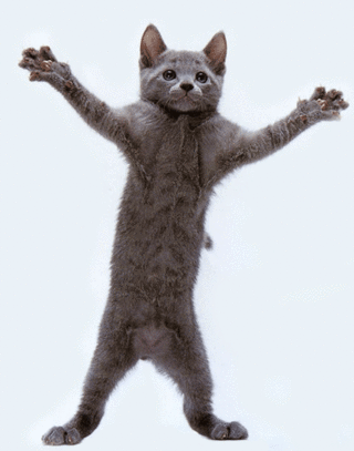 chat danseur